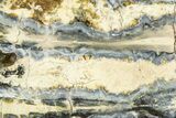 Mammoth Molar Slice With Case - South Carolina #377786-2